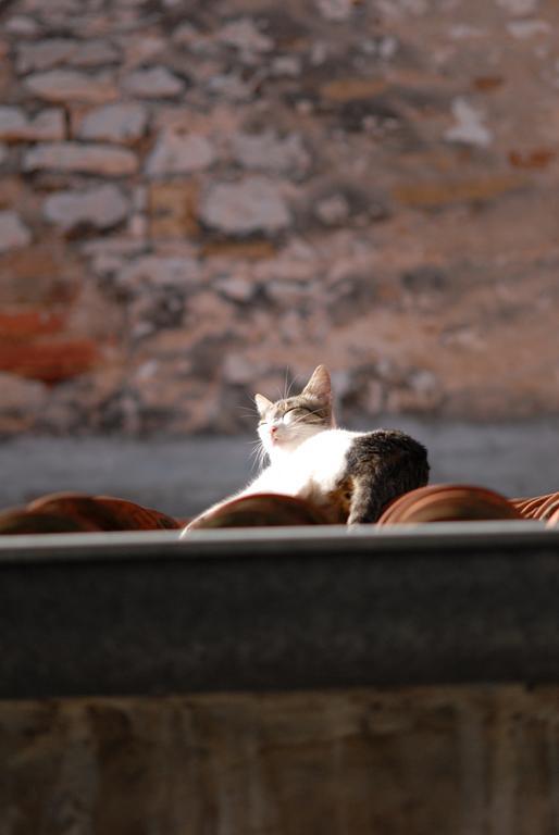 Poluotok * Zadar
